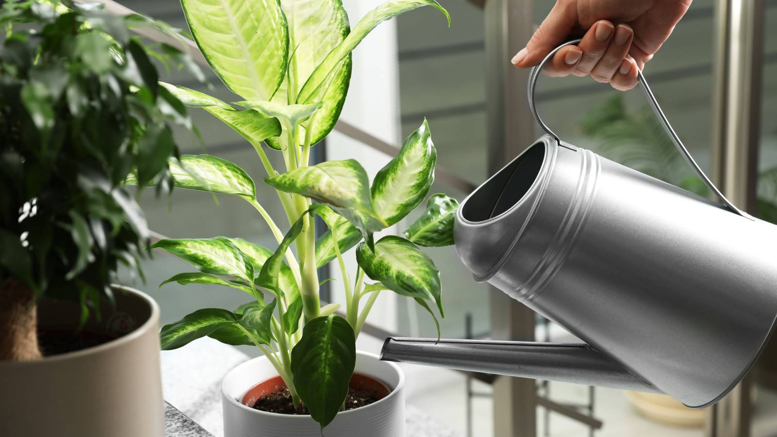 hanging pathos plant Jade Pothos 8 inch main image 1
