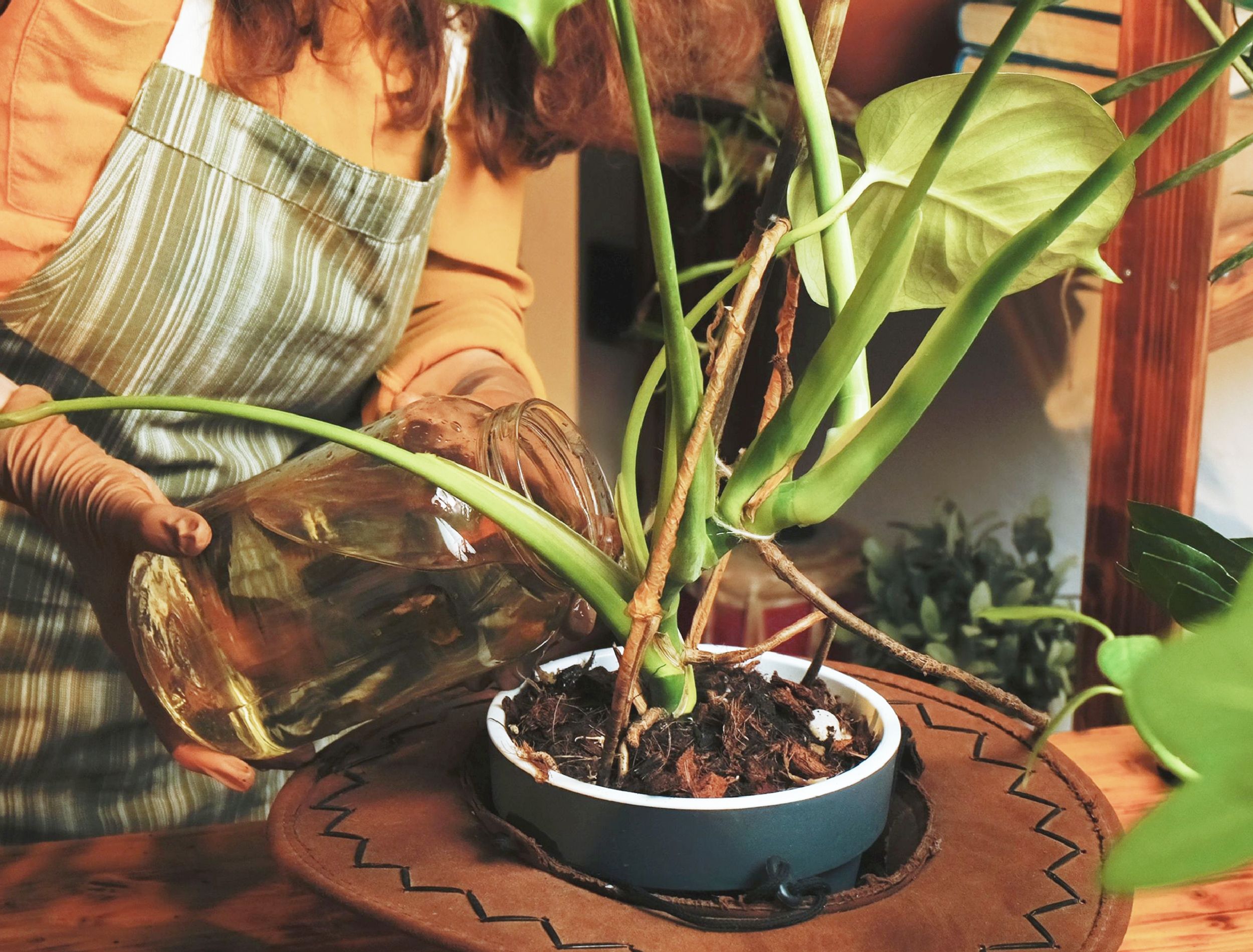 philodendron violin Philodendron Golden Violin