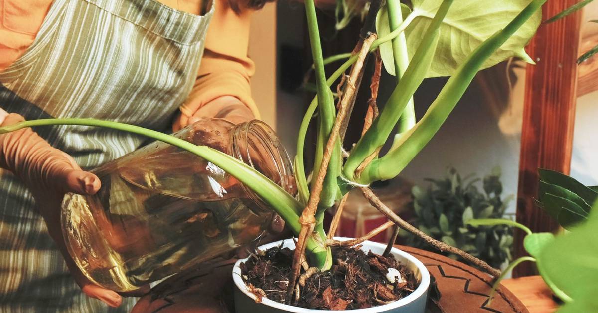 How Often to Water Your Monstera