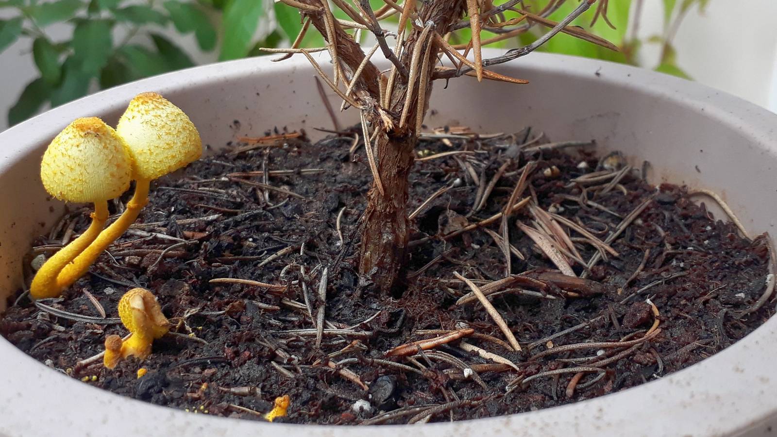 Why There Are Yellow Mushrooms Growing in Your Houseplant