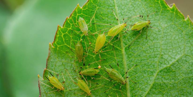 A Regional Approach to Pest Control: Every Gardener's Toolkit for Success