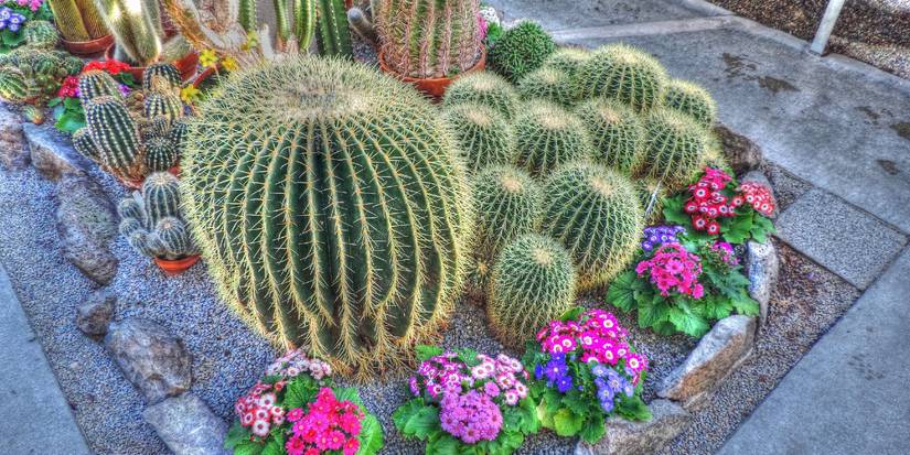 Best Outdoor Plants for Florida That Also Repellent: Top Pest Fighters