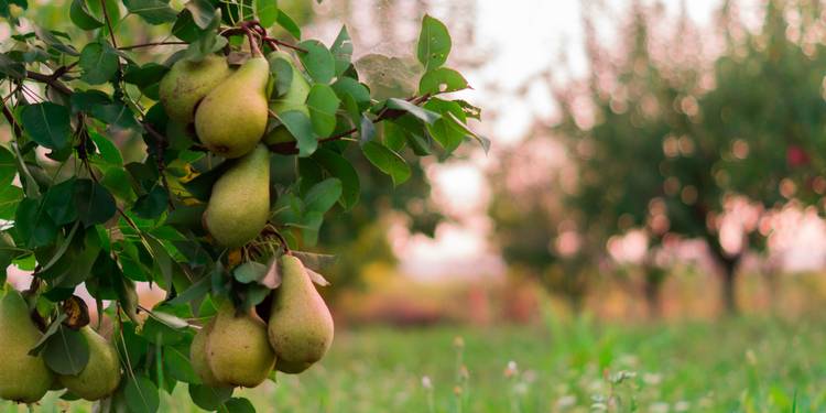 Paerty Tree Which Pear Tree Belongs in Your Yard?