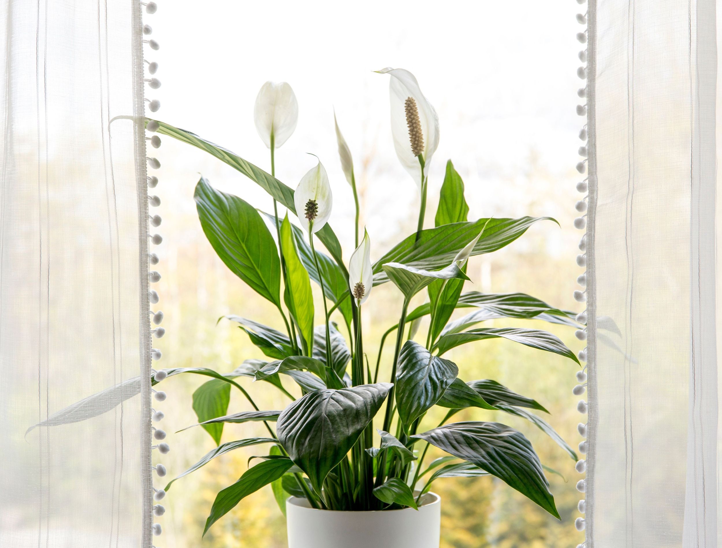 Peace Lilies: How to Get Them to Bloom