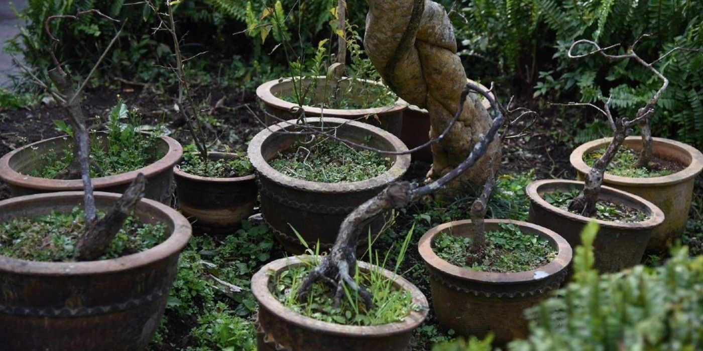 Bonsai tree pots