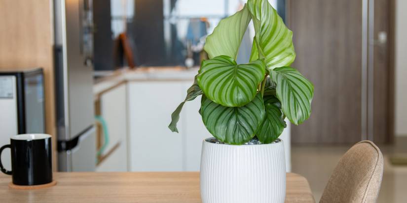 Add Prayer Plants To Your Houseplant Collection