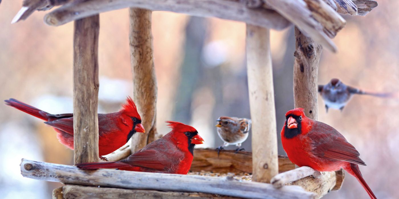 Get Ready for Winter With These 8 DIY Backyard Projects