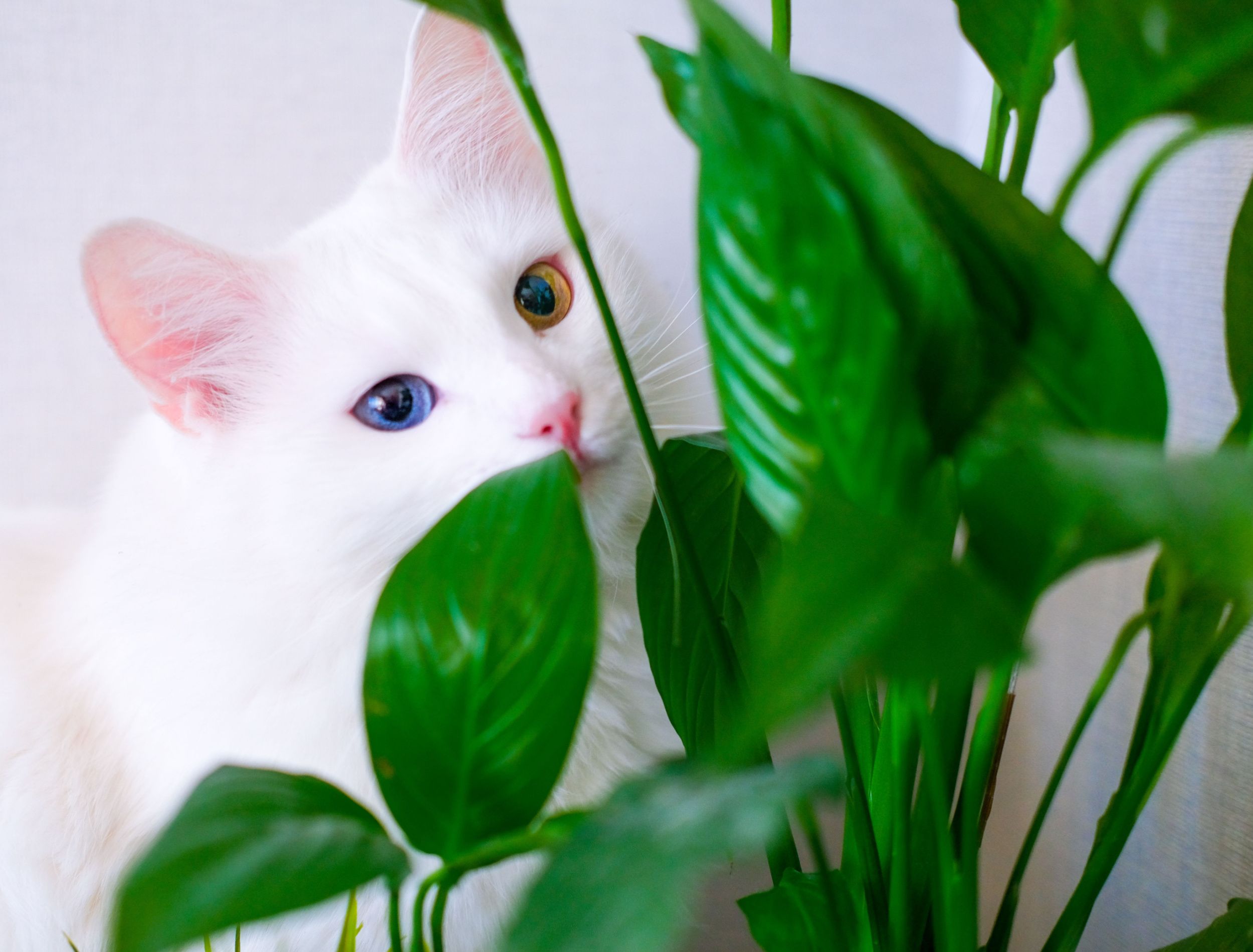 Why Peace Lilies are Toxic to Cats and Dogs