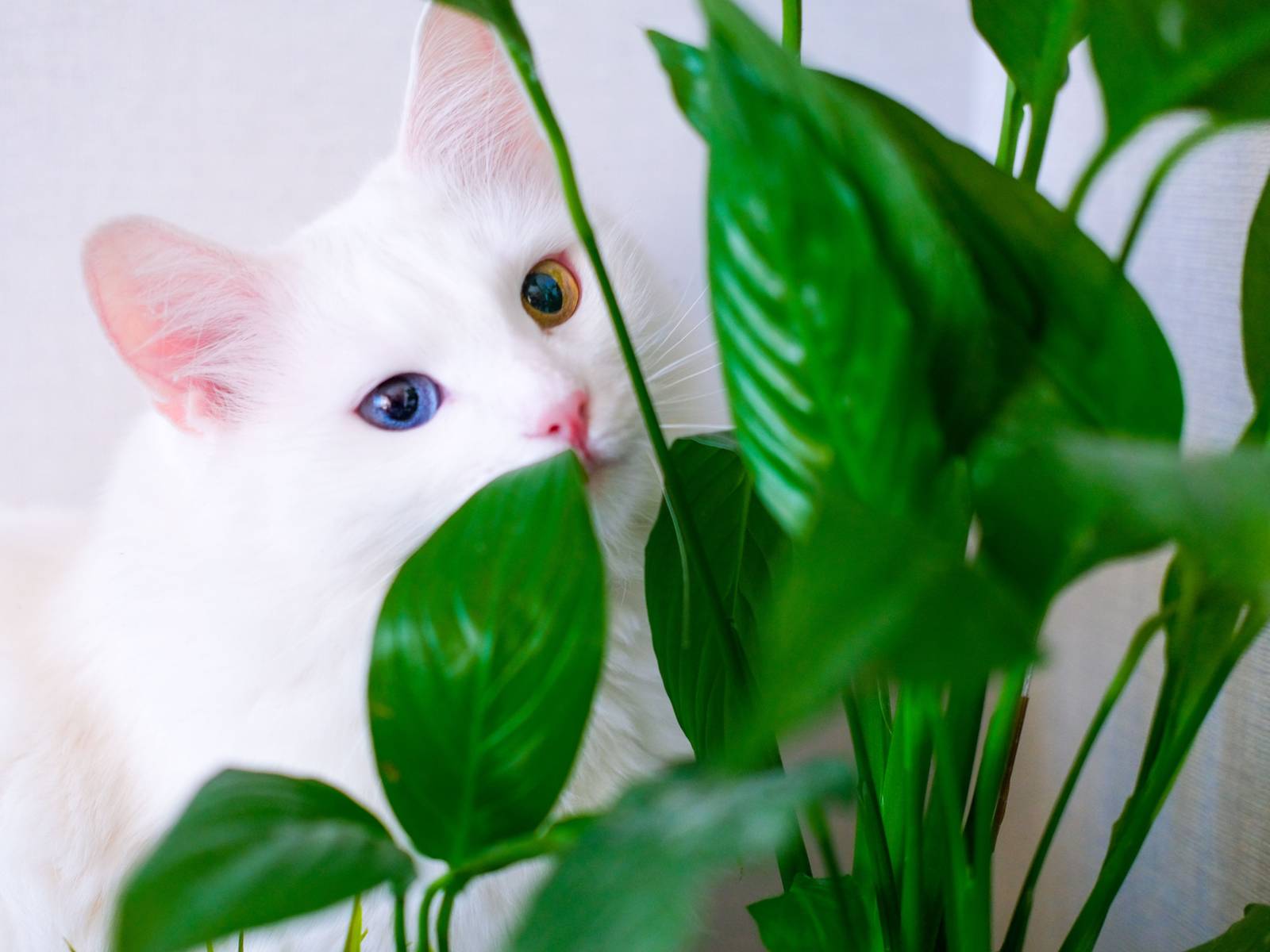 Why Peace Lilies are Toxic to Cats and Dogs