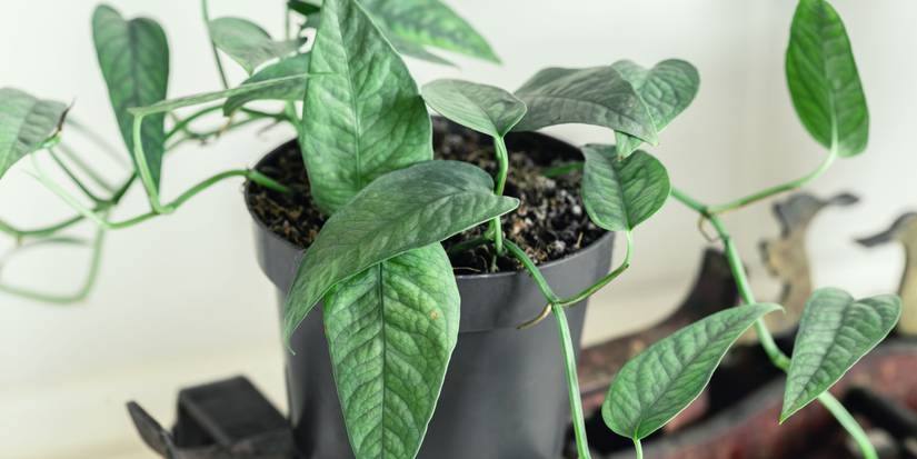 Fertilizing Your Pothos Plant: What You Need to Know