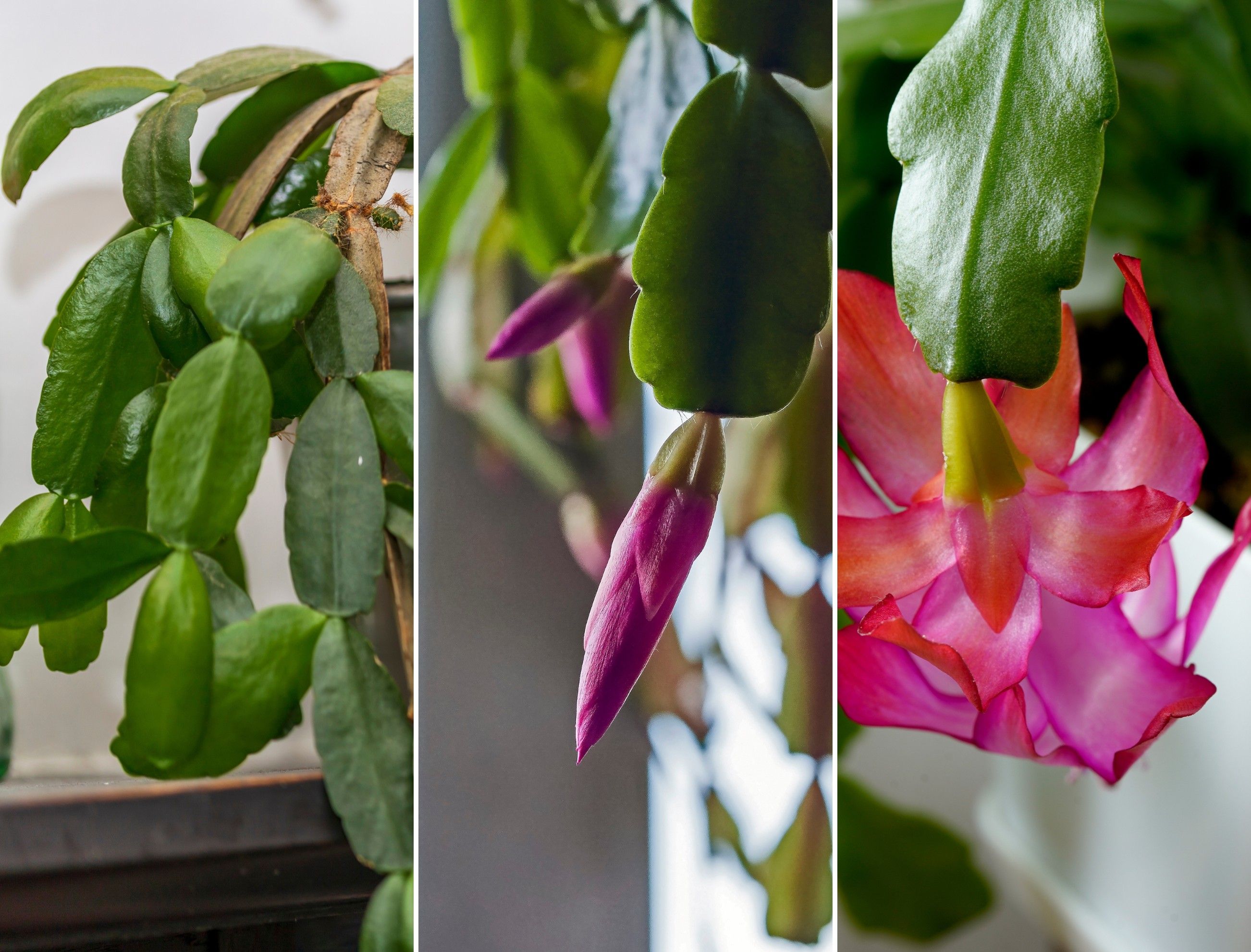 How to Get Your Christmas Cactus Blooming