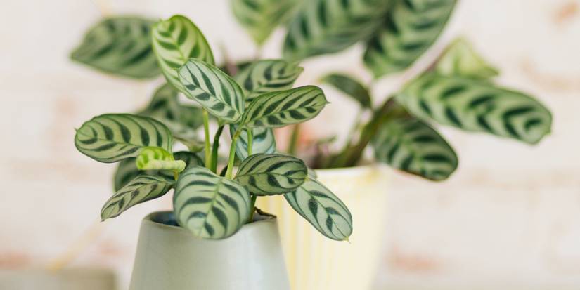 Add Prayer Plants To Your Houseplant Collection