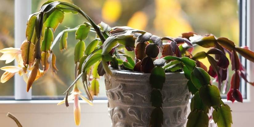 dracena wonna Dracena wonna 'Tornado' – Secret Garden Plant Shop
