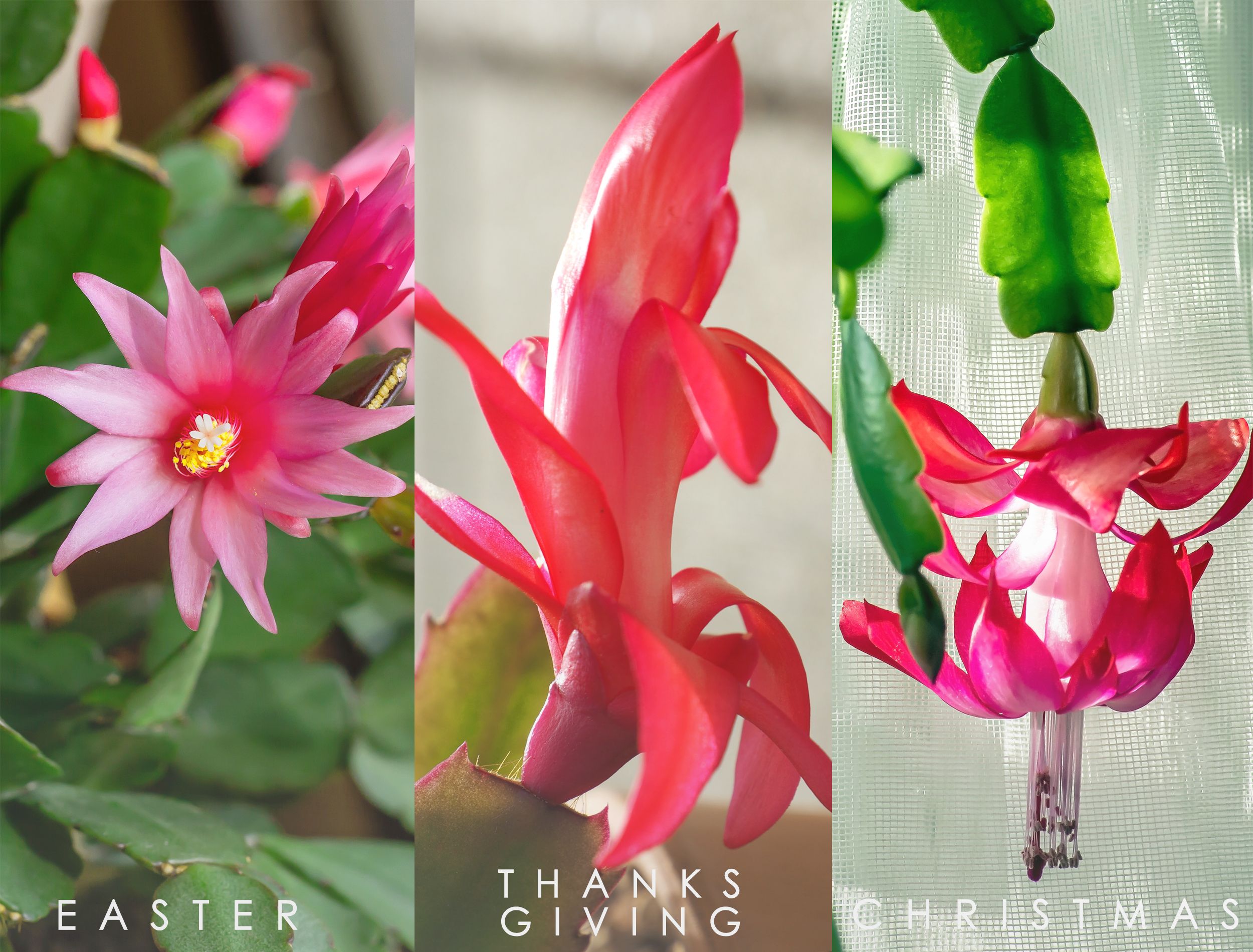 christmas cactus | Backyard Boss