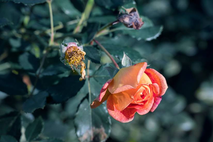 Preparing Your Roses For Winter