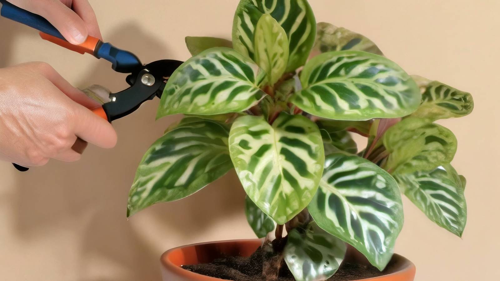 How To Prune a Prayer Plant In 4 Quick Steps