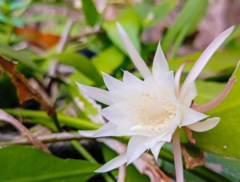 irischer efeu winterhart Großblättriger Irischer Efeu 'Hibernica'