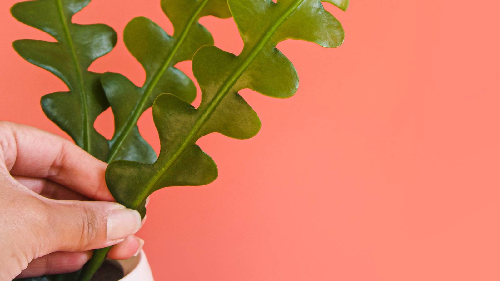 A Guide on How To Propagate Fishbone Cactus Plants