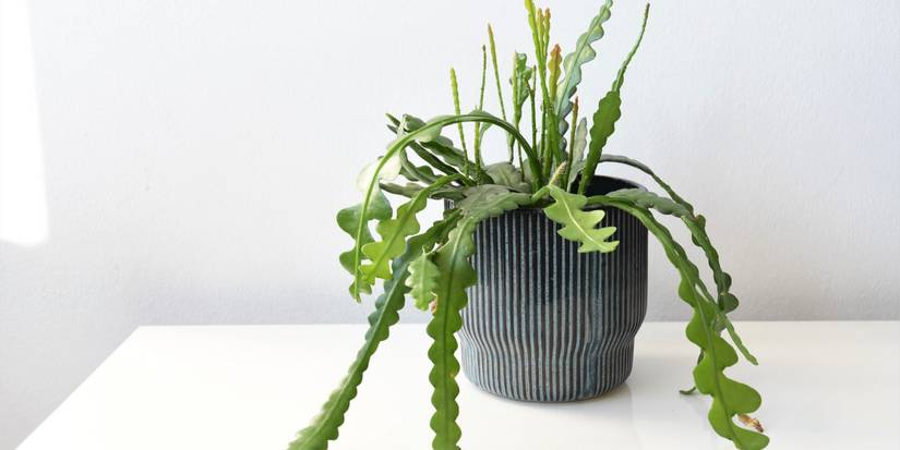A Guide on How To Propagate Fishbone Cactus Plants