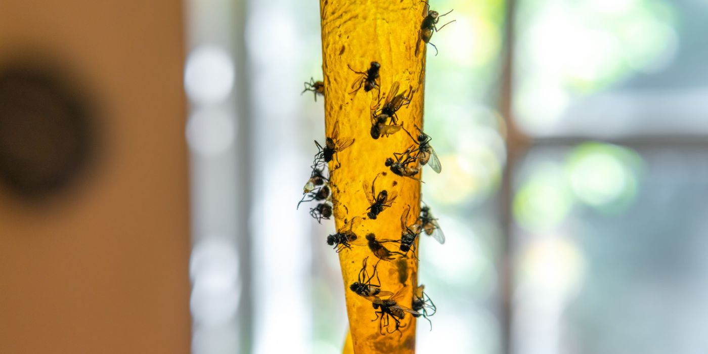 Natural Fly Control: Easy DIY Traps That Actually Work