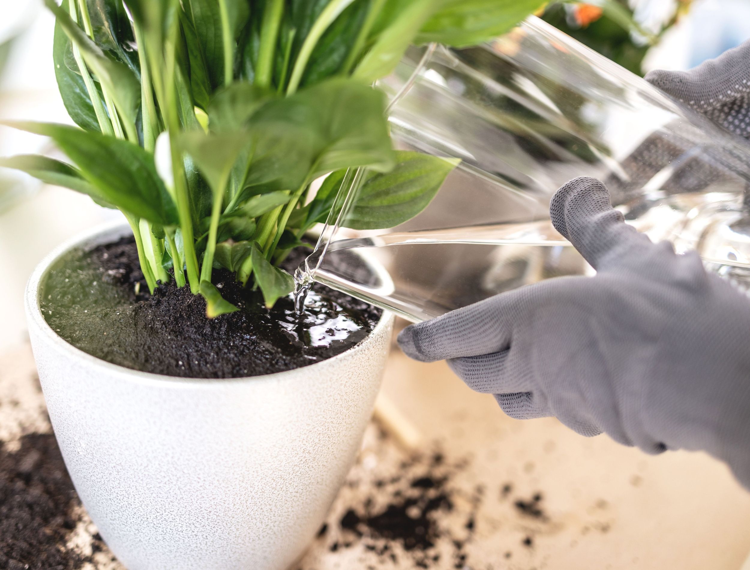 Indoor Plants You Can Grow in Water