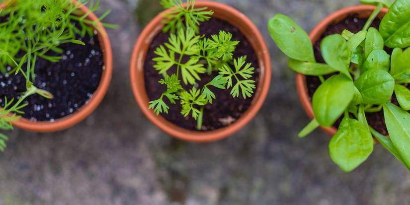 A Renters' Guide to Temporary Landscaping