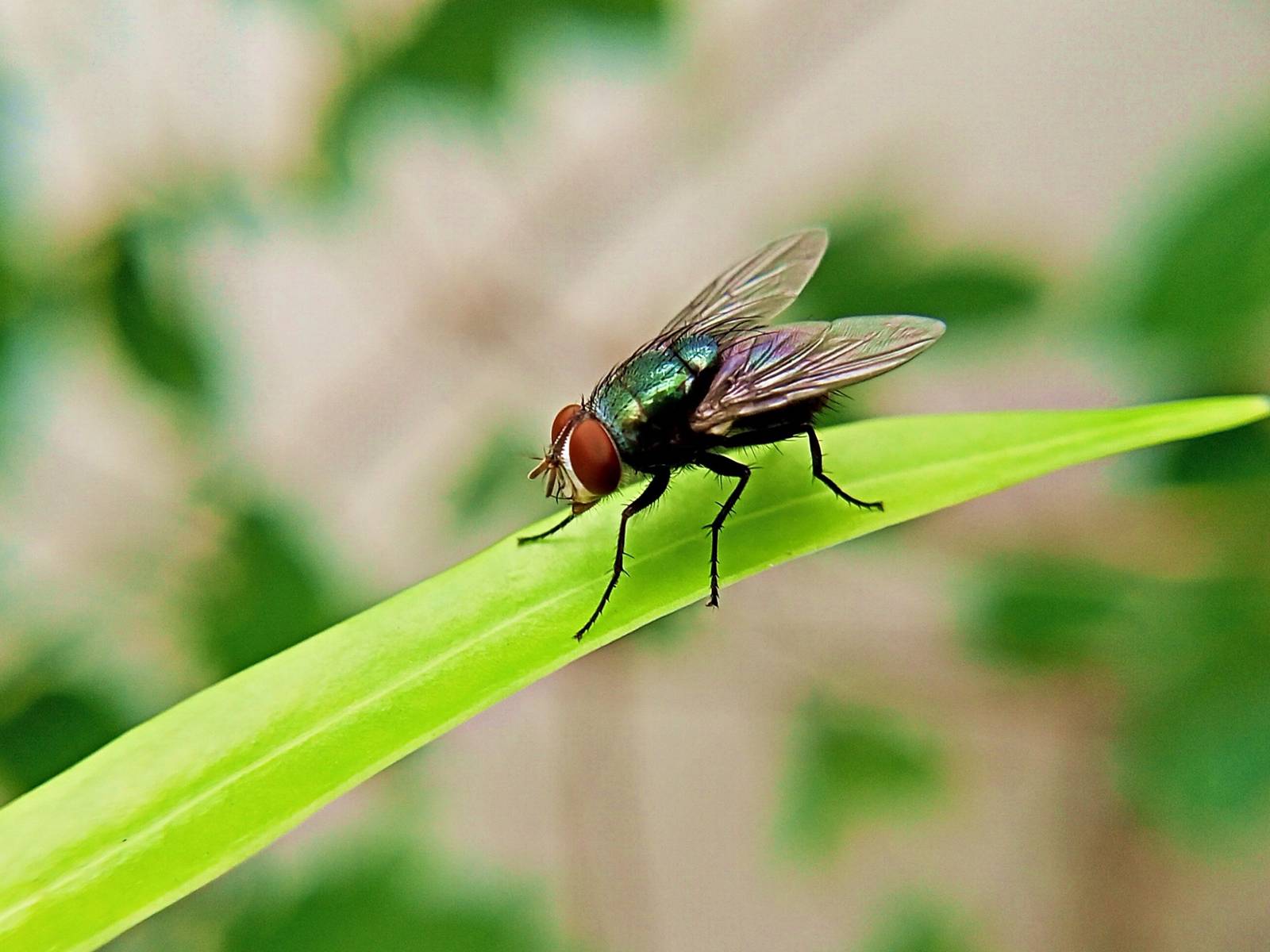 natural pesticide for indoor plants Shield: Natural Pest Control