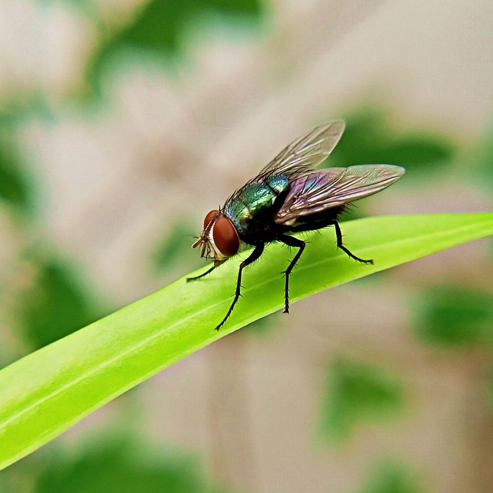 Use Natural Repellents to Get Rid of Houseflies For Good