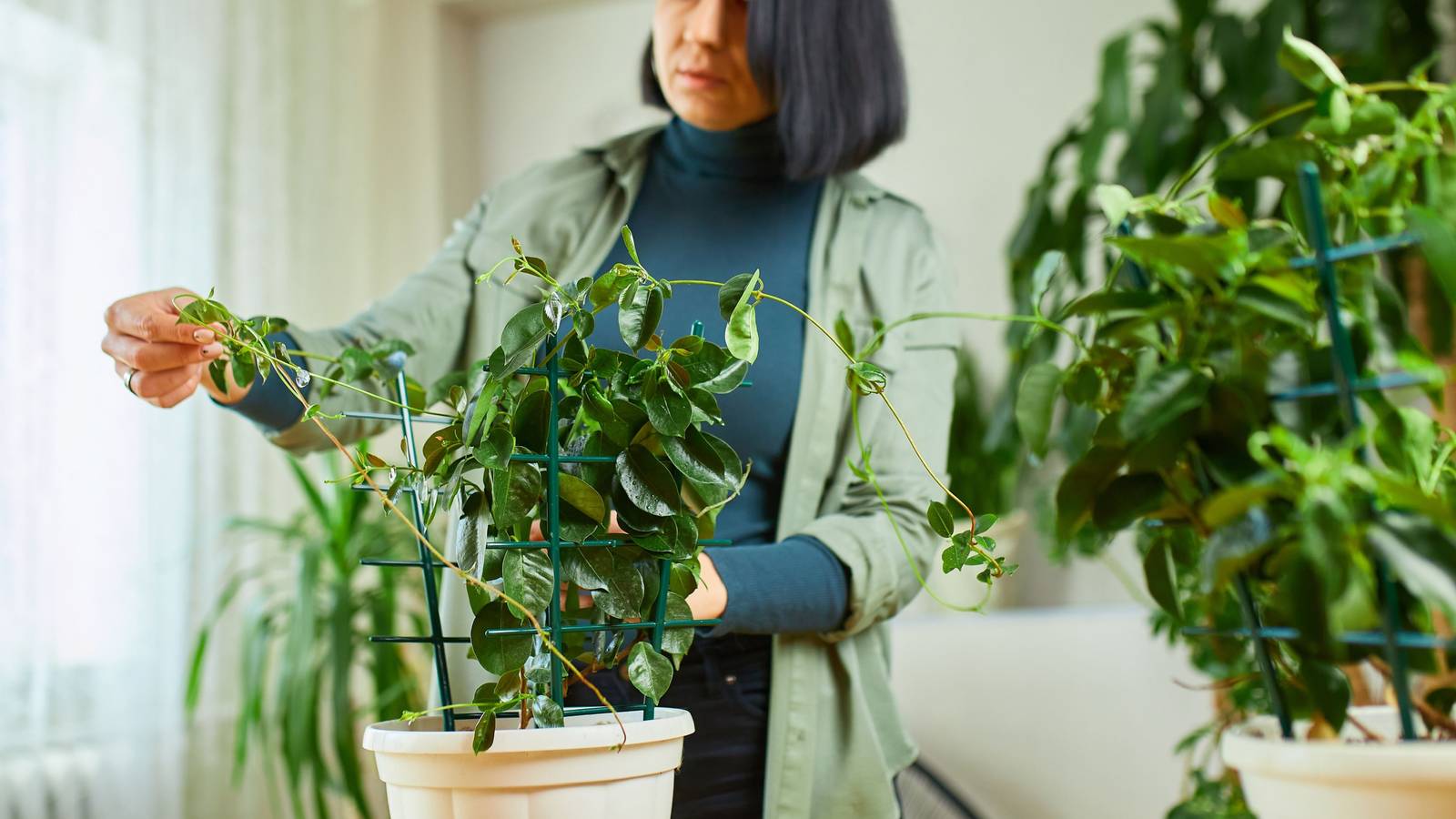 6 Great Care Tips for Indoor Mandevilla Care
