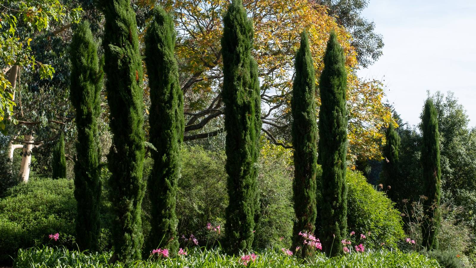 How to Grow the Italian Cypress