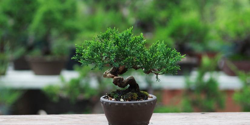 Everything You Need to Know When Growing Juniper Bonsai Trees