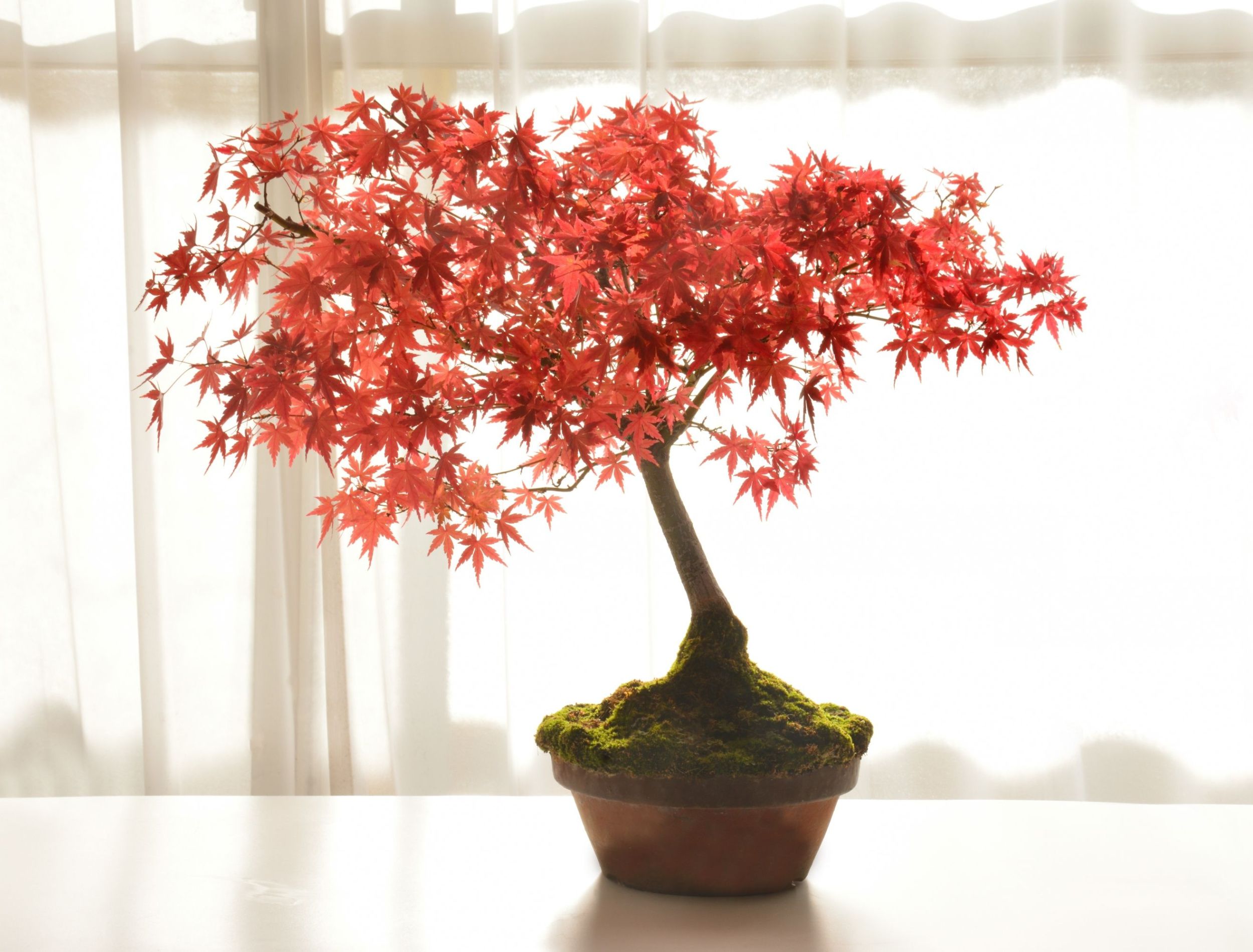 Growing Guide for Japanese Maple Bonsai Trees