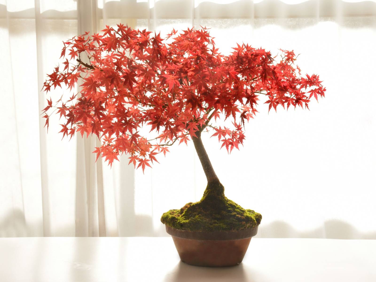 Growing Guide for Japanese Maple Bonsai Trees