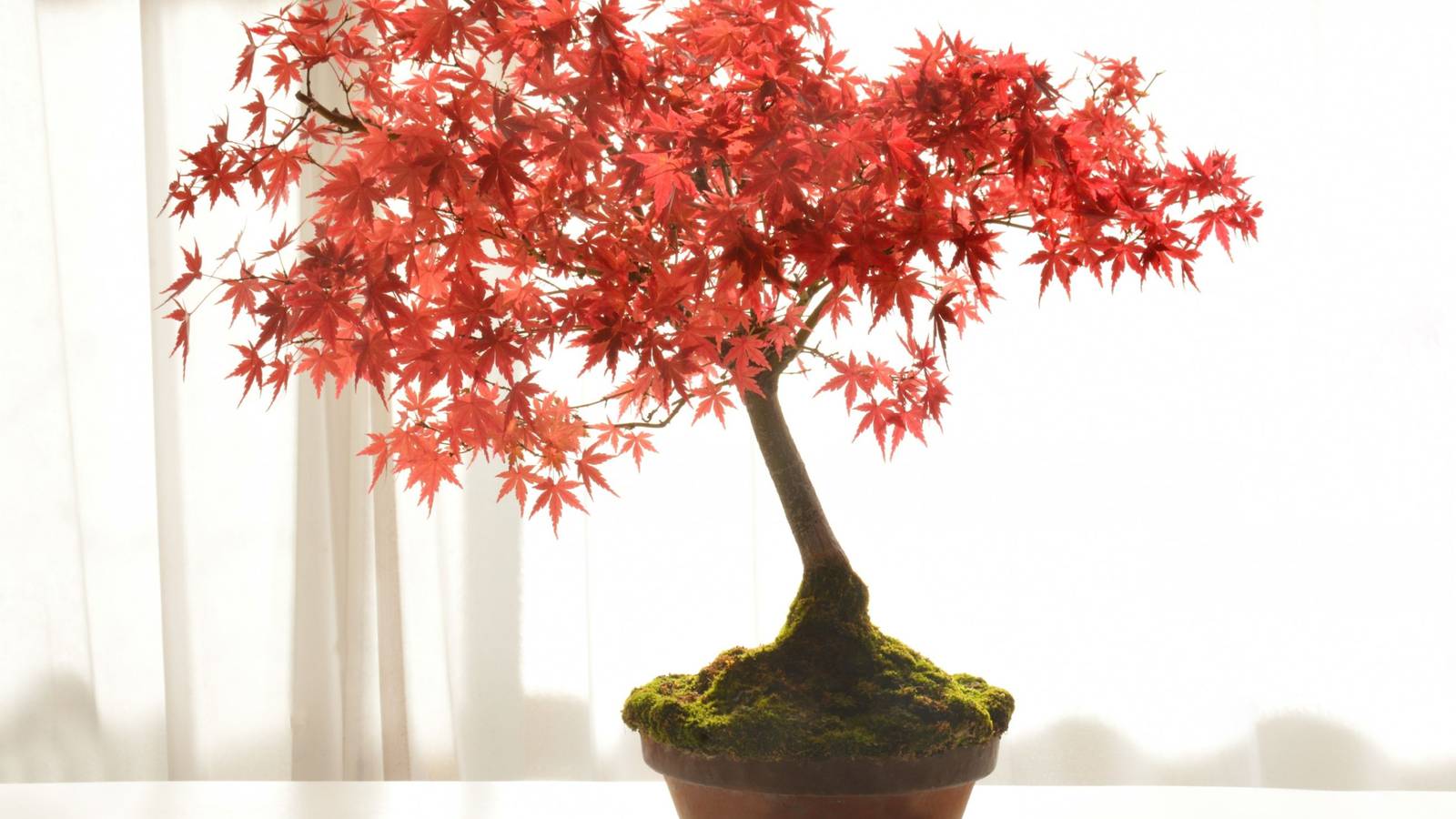 Growing Guide for Japanese Maple Bonsai Trees
