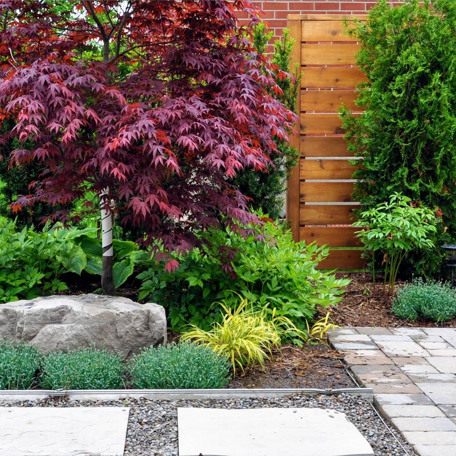 Companion Plants For Your Japanese Maple, image size:1600x1600