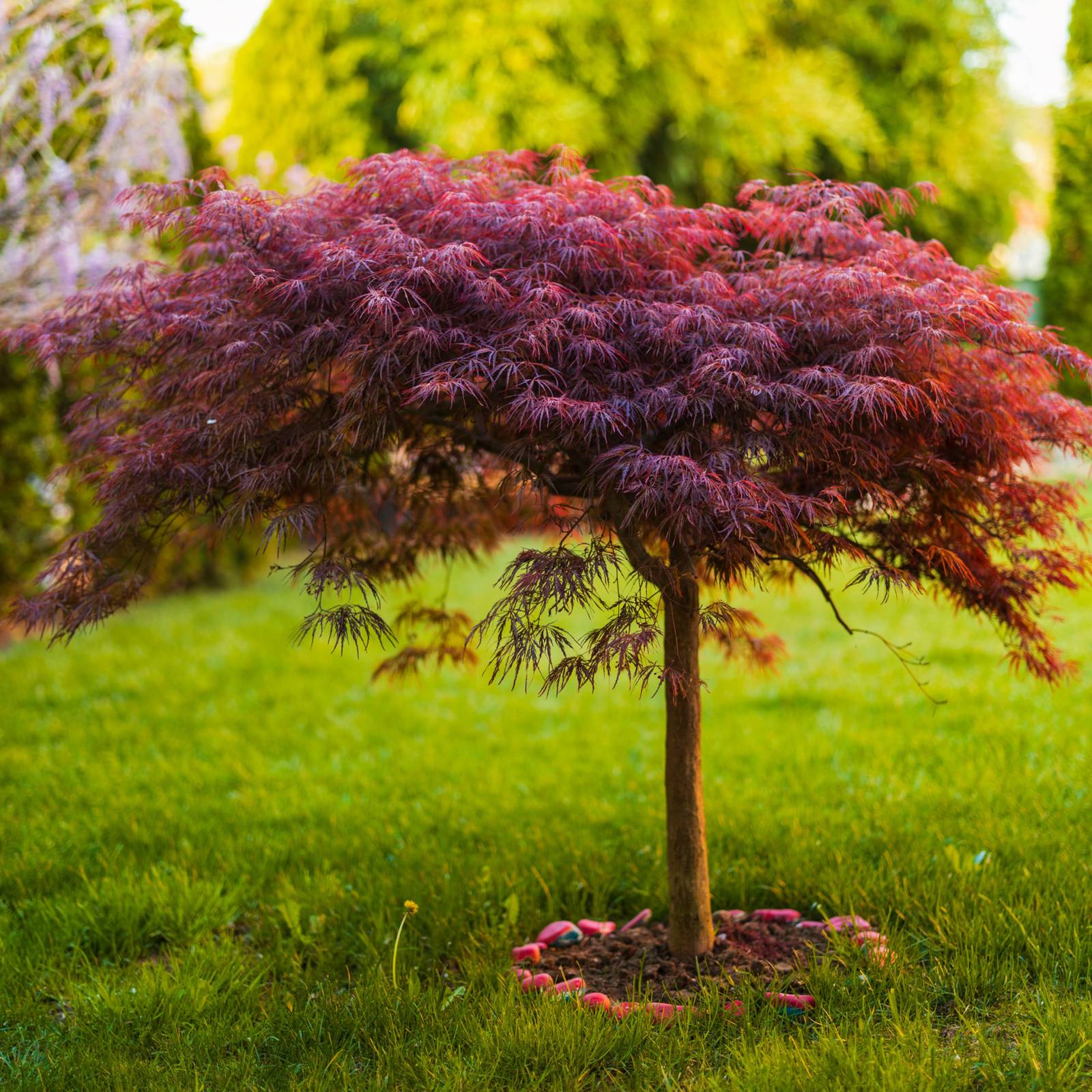 8 Japanese Maple Tree Care Growing Tips
