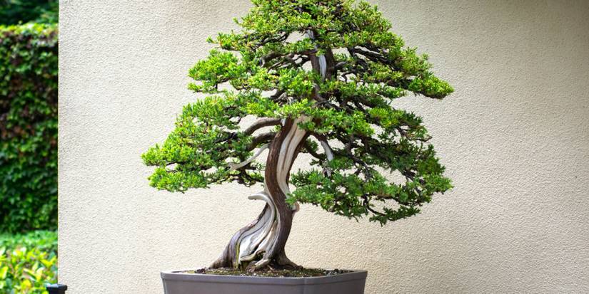 Everything You Need to Know When Growing Juniper Bonsai Trees