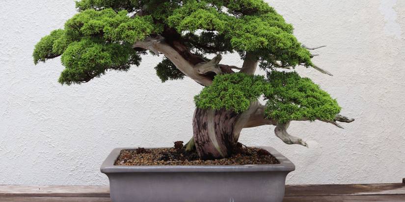 brick bonsai MOC-81897 Bonsai Tree