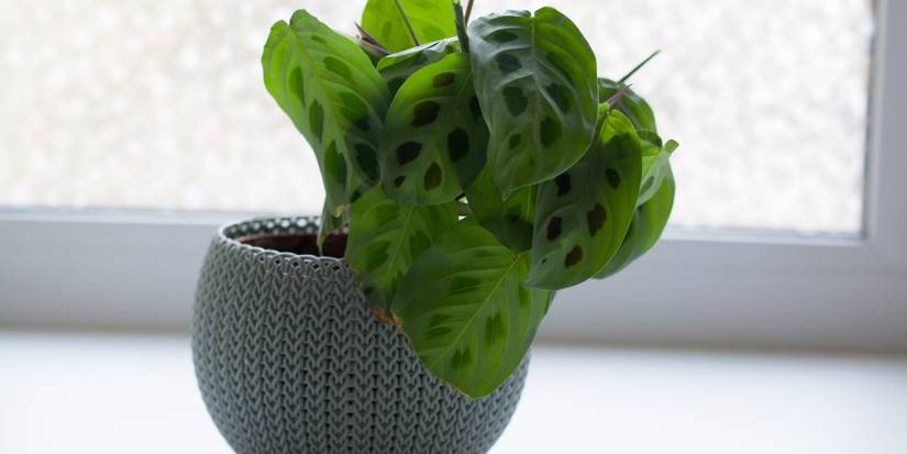 Add Prayer Plants To Your Houseplant Collection