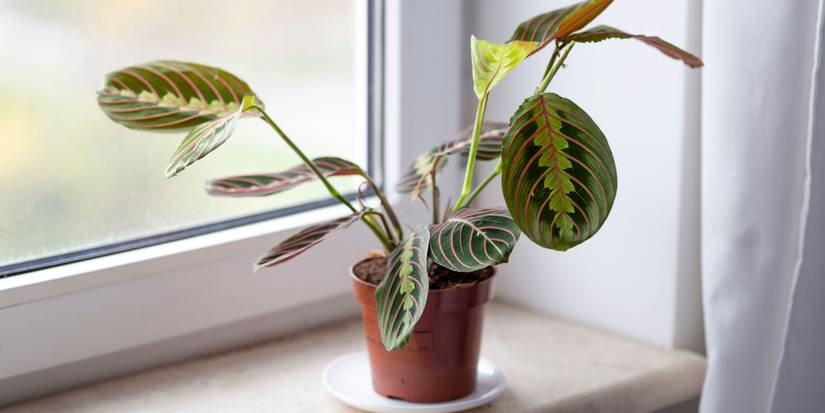 Potted prayer plant sitting on a table near a window