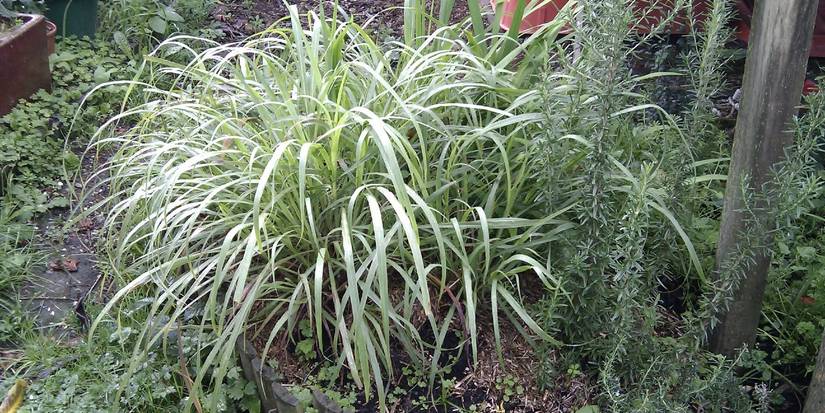 Repel Snakes From Your Yard With These Plants