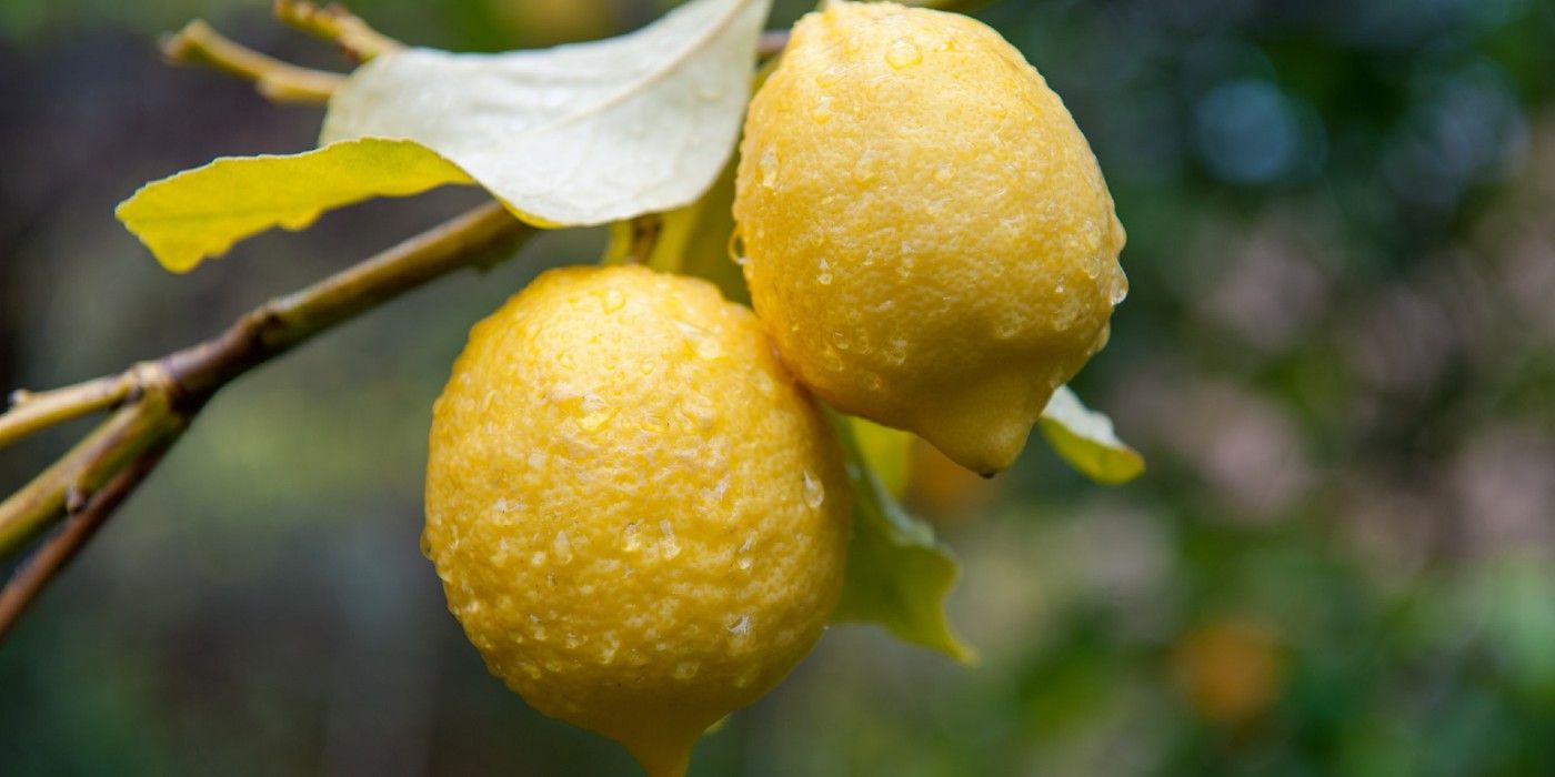 The Hidden Origin of Lemons: From Ancient Hybrids to Modern Gardens