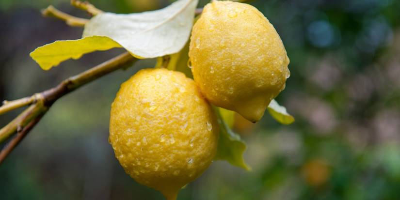 The Hidden Origin of Lemons: From Ancient Hybrids to Modern Gardens