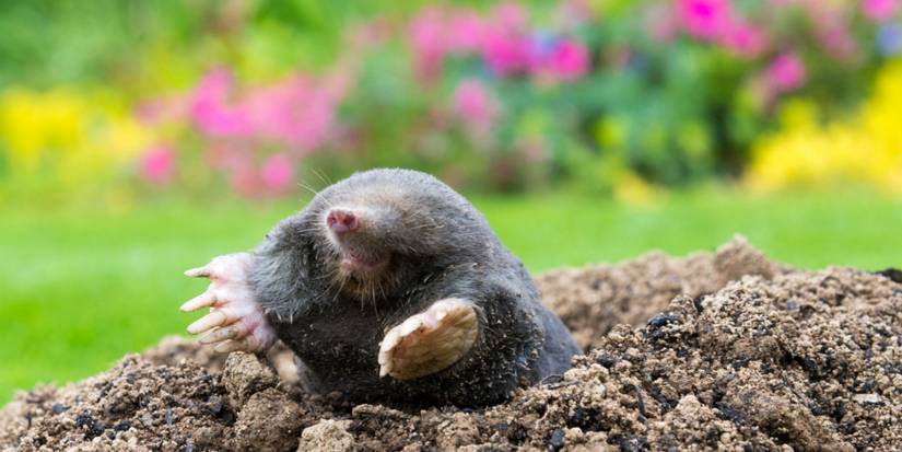 Use Castor Oil to Keep Moles Away
