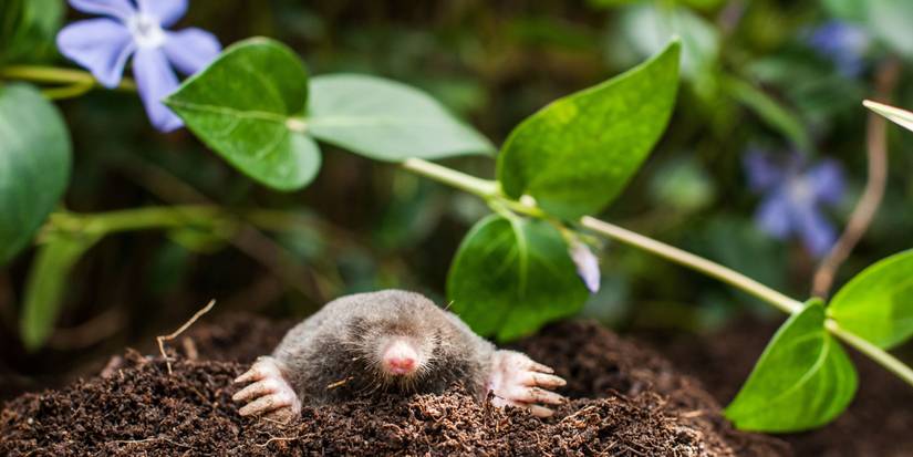 How to Identify and Eliminate Garden Moles from Your Yard