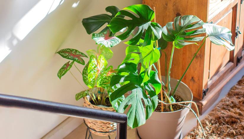 philodendron splendid care Philodendron 'Splendid' – Foliage Factory main image 1