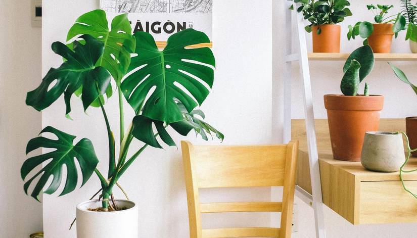 How to Fertilize Your Monstera Deliciosa to Keep It Thriving Indoors