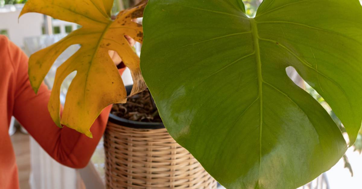 biggest philodendron Philodendron Giganteum