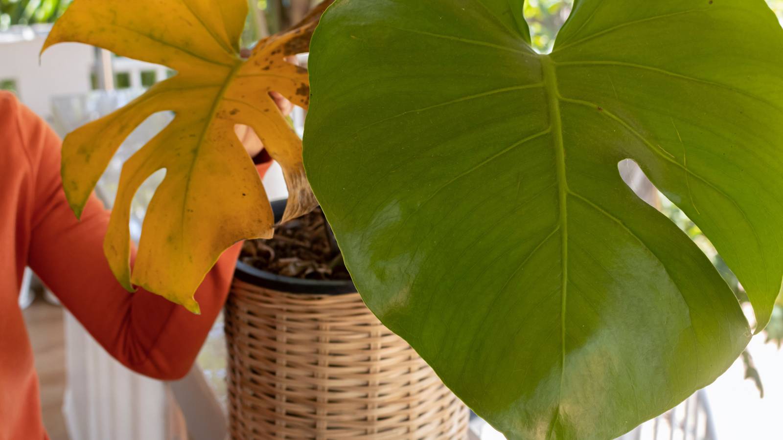 Monstera Leaves Turning Yellow: 6 Reasons and Solutions