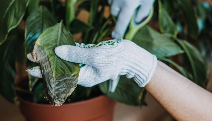 How to Properly Prune Your Peace Lily Plant